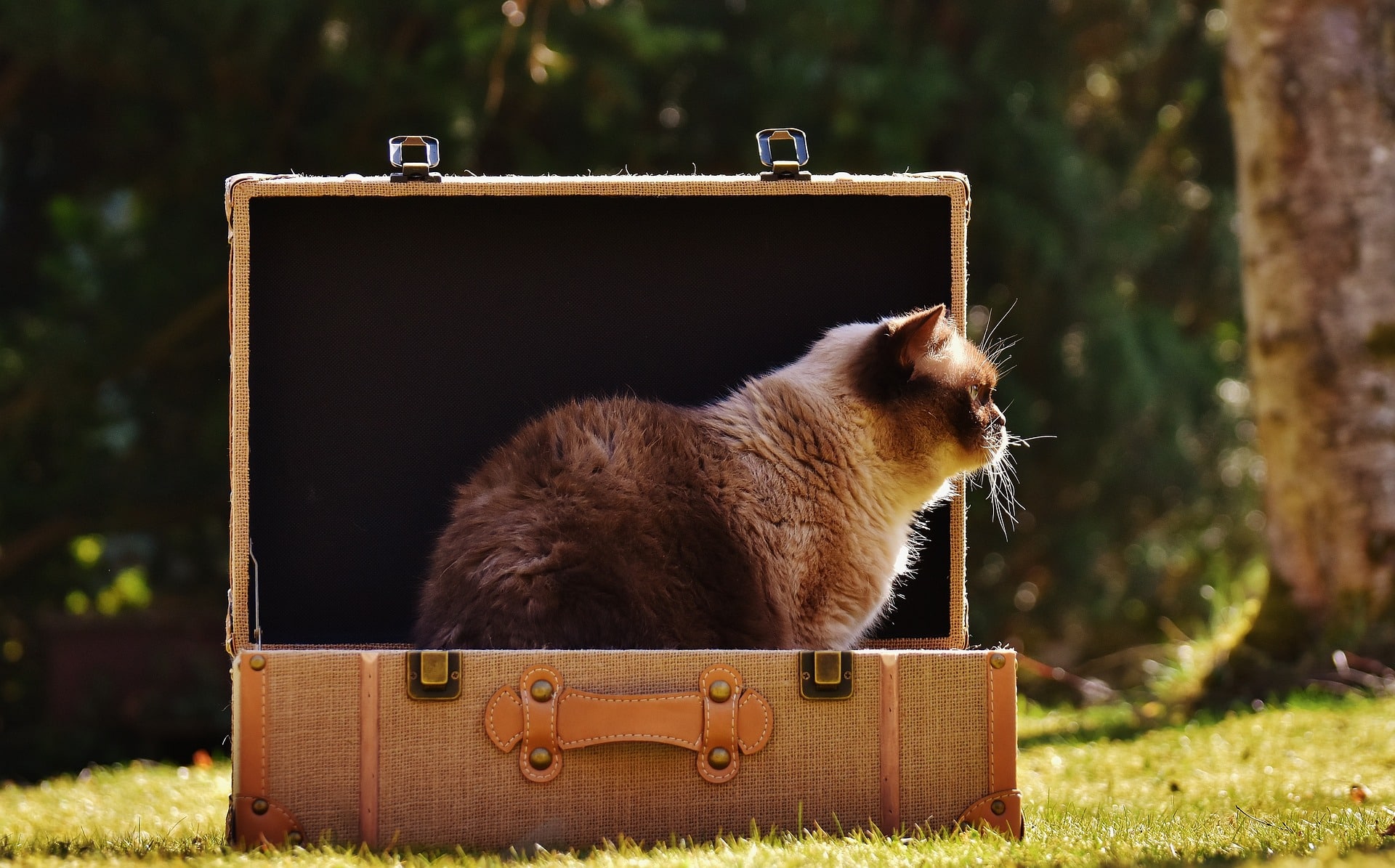 Gifts for your Cat Sitter - Cat in a Vintage Suitcase