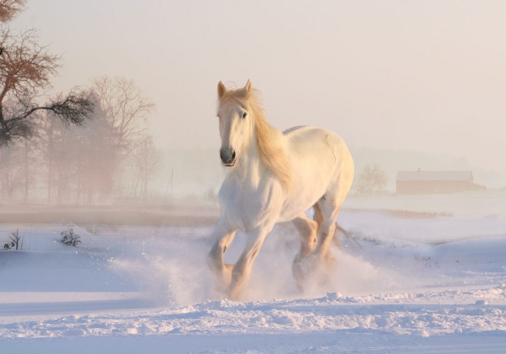 Best Gifts for Horse Lovers - white horse in snow