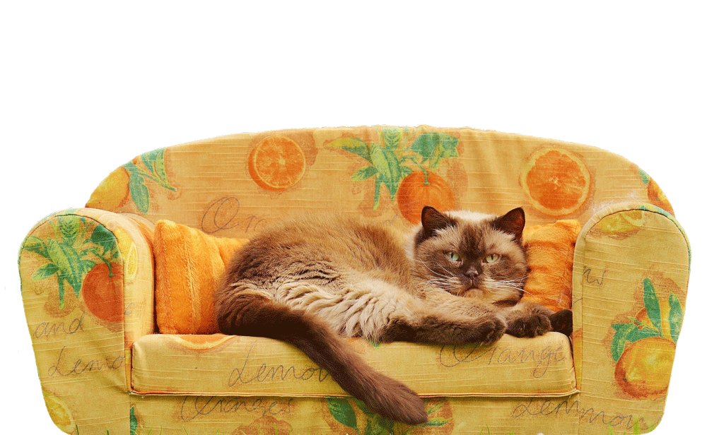 Gifts for your Cat Sitter - a cat on a cat-sized sofa